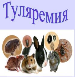 Туляремия